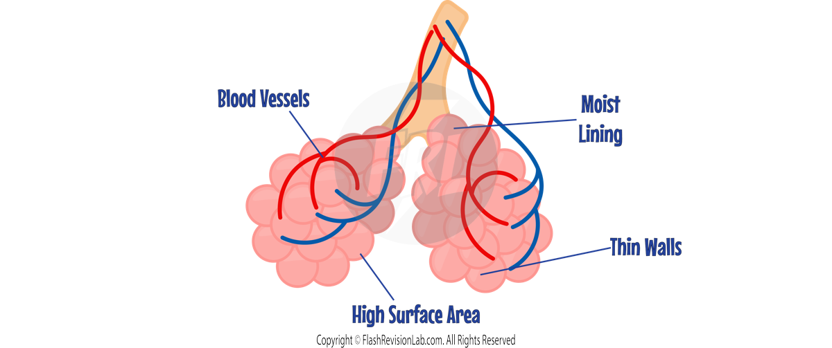 Alveoli